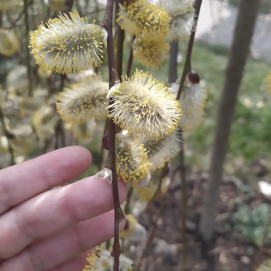 Чайная беседка