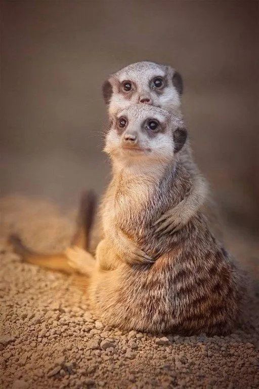Эти забавные животные