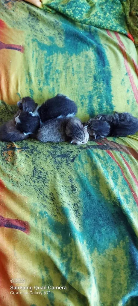 Tapтaлeтки & Ко