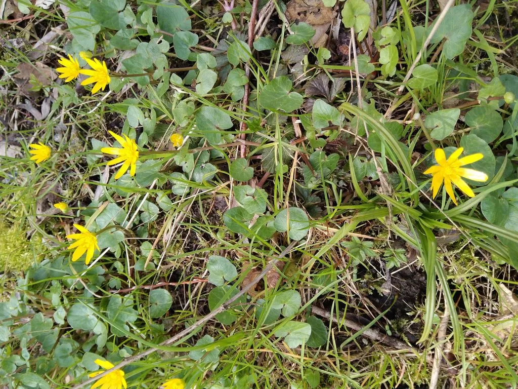 Чайная беседка