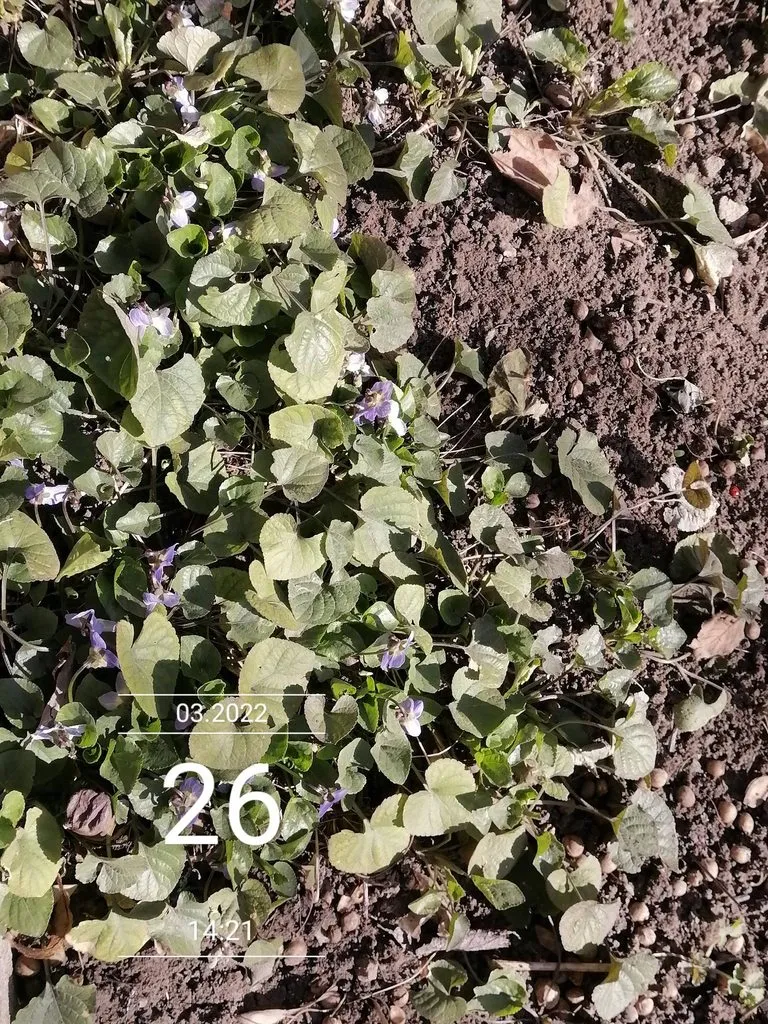 Чайная беседка