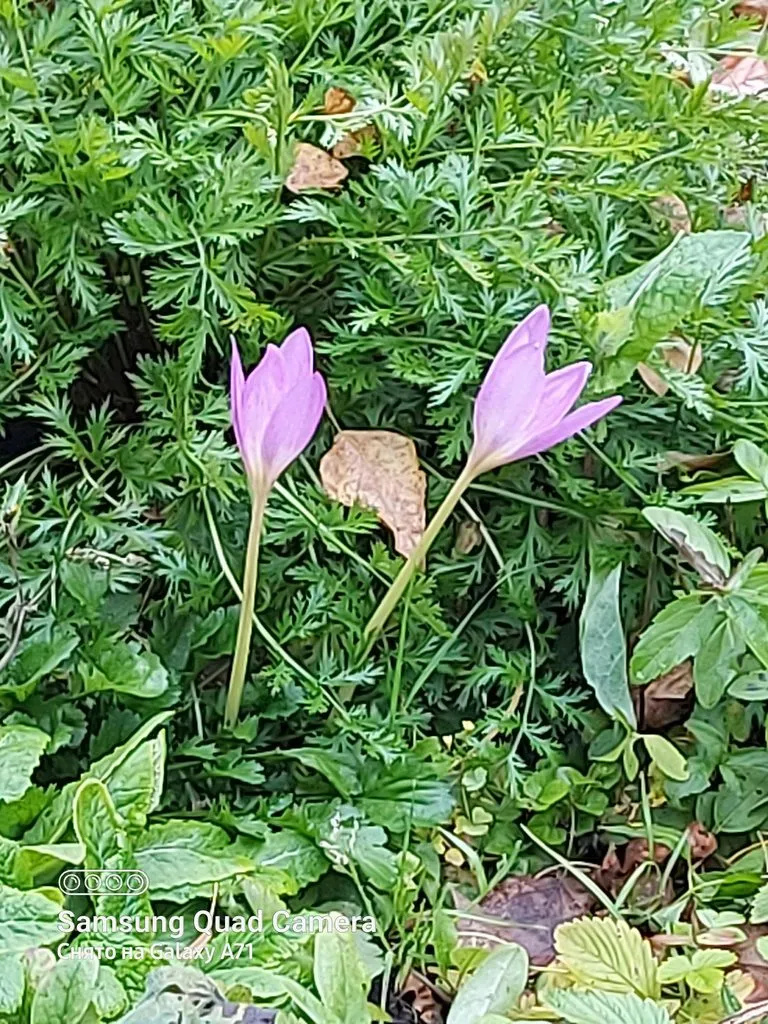 Tapтaлeтки & Ко