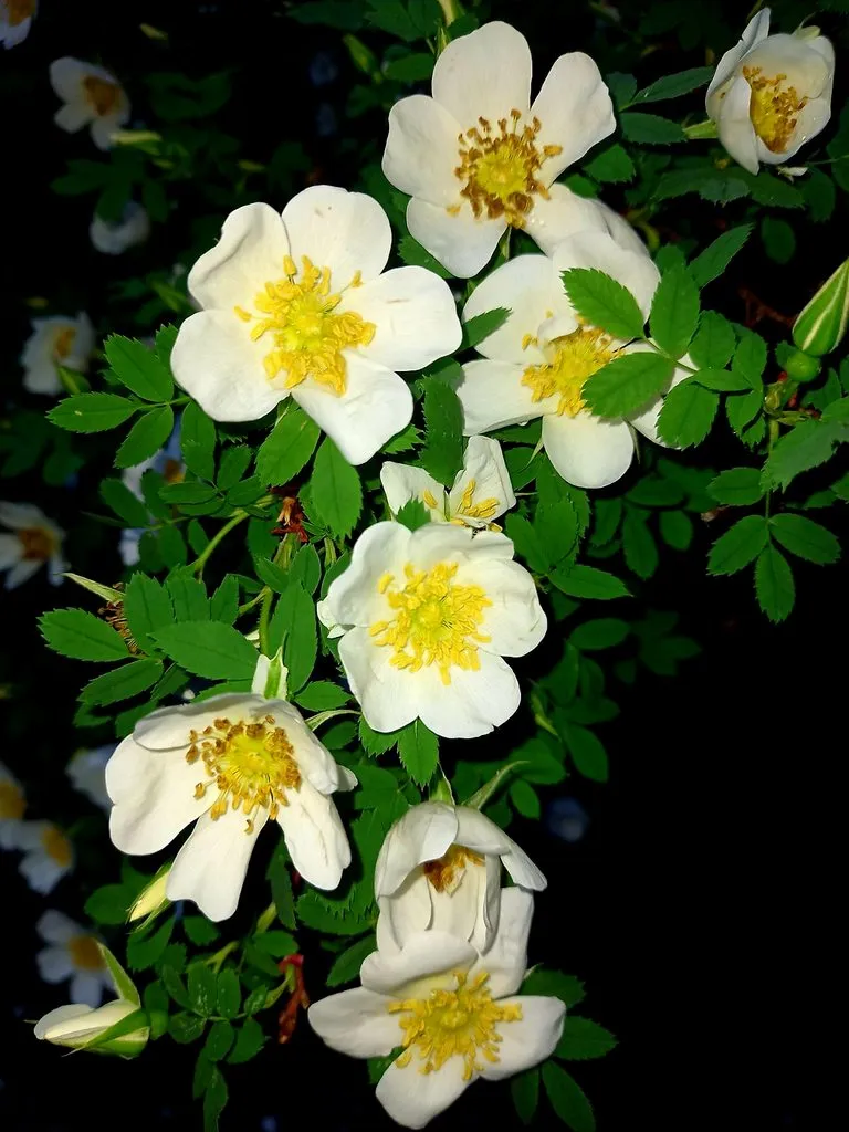 Чайная беседка