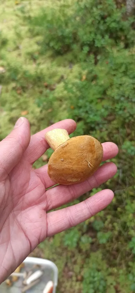 По грибы с лукошком