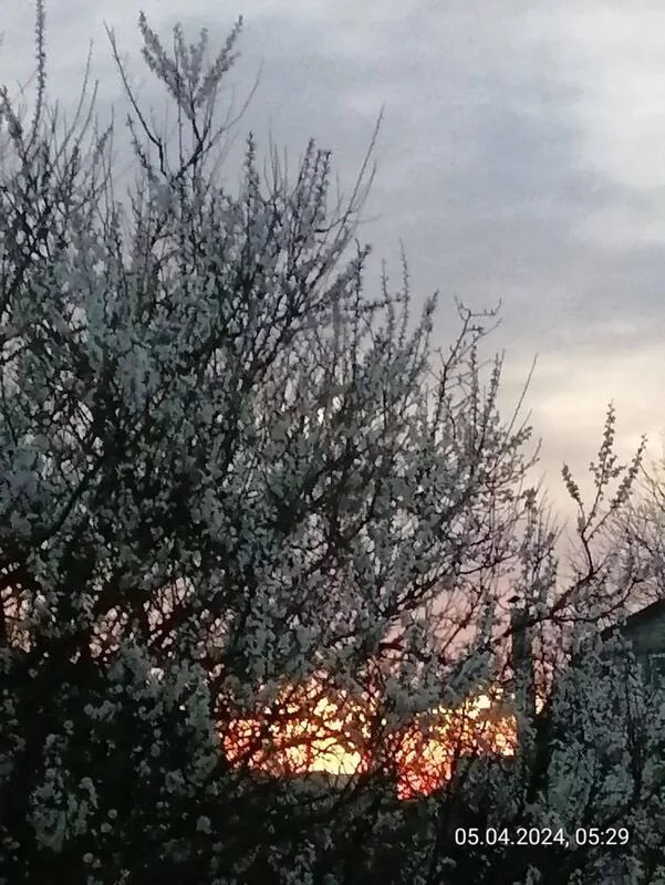 Чайная беседка