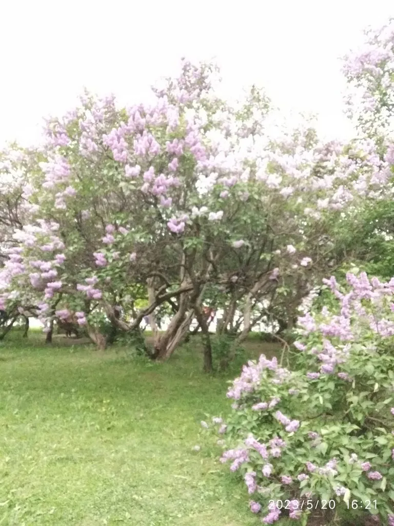 Чайная беседка