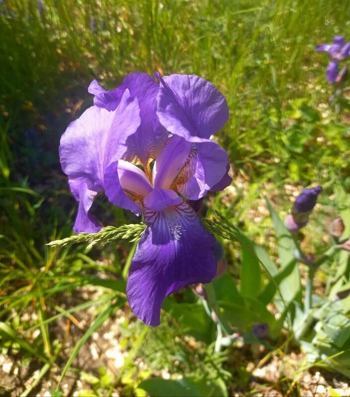 Флора