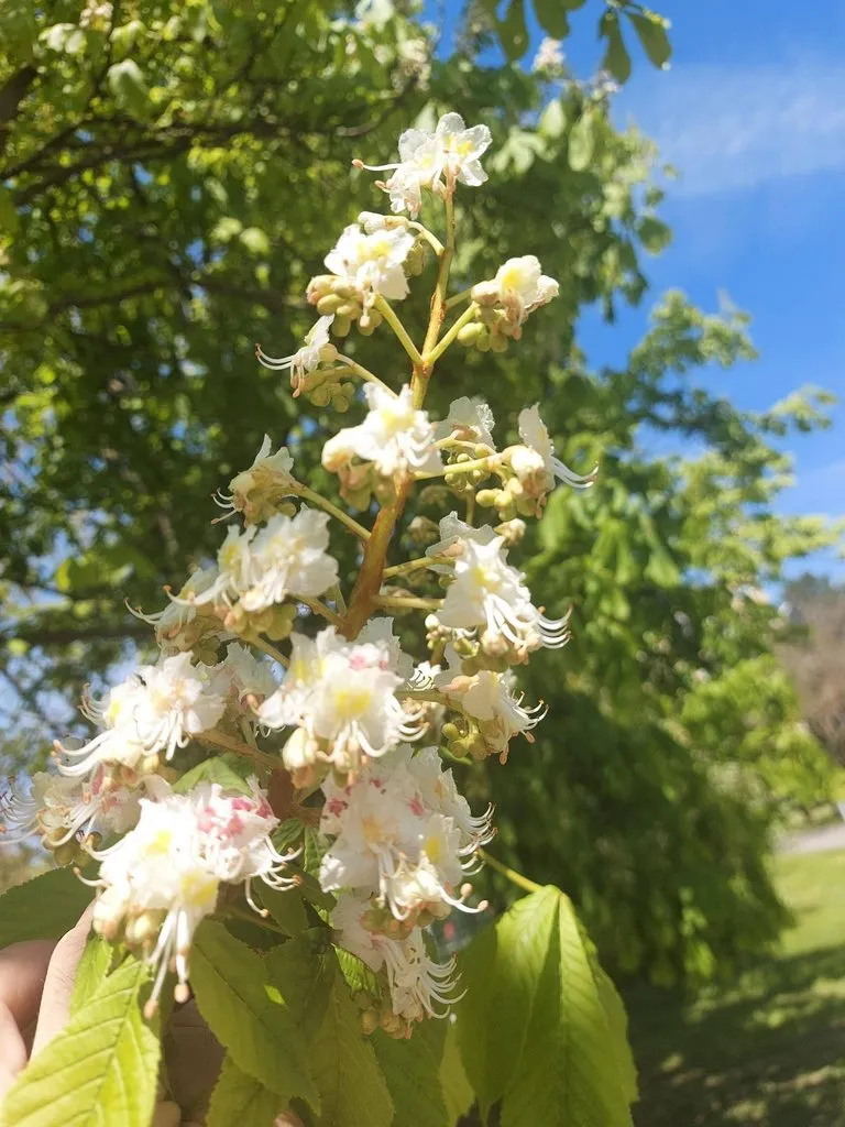 Чайная беседка