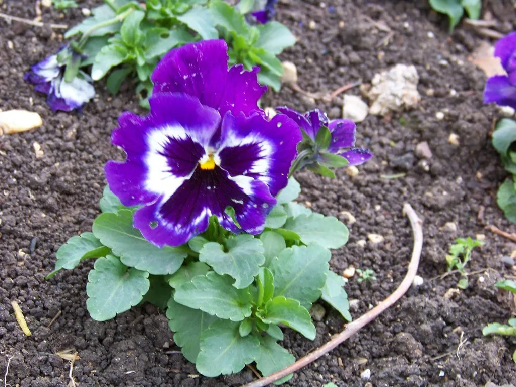 Чайная беседка