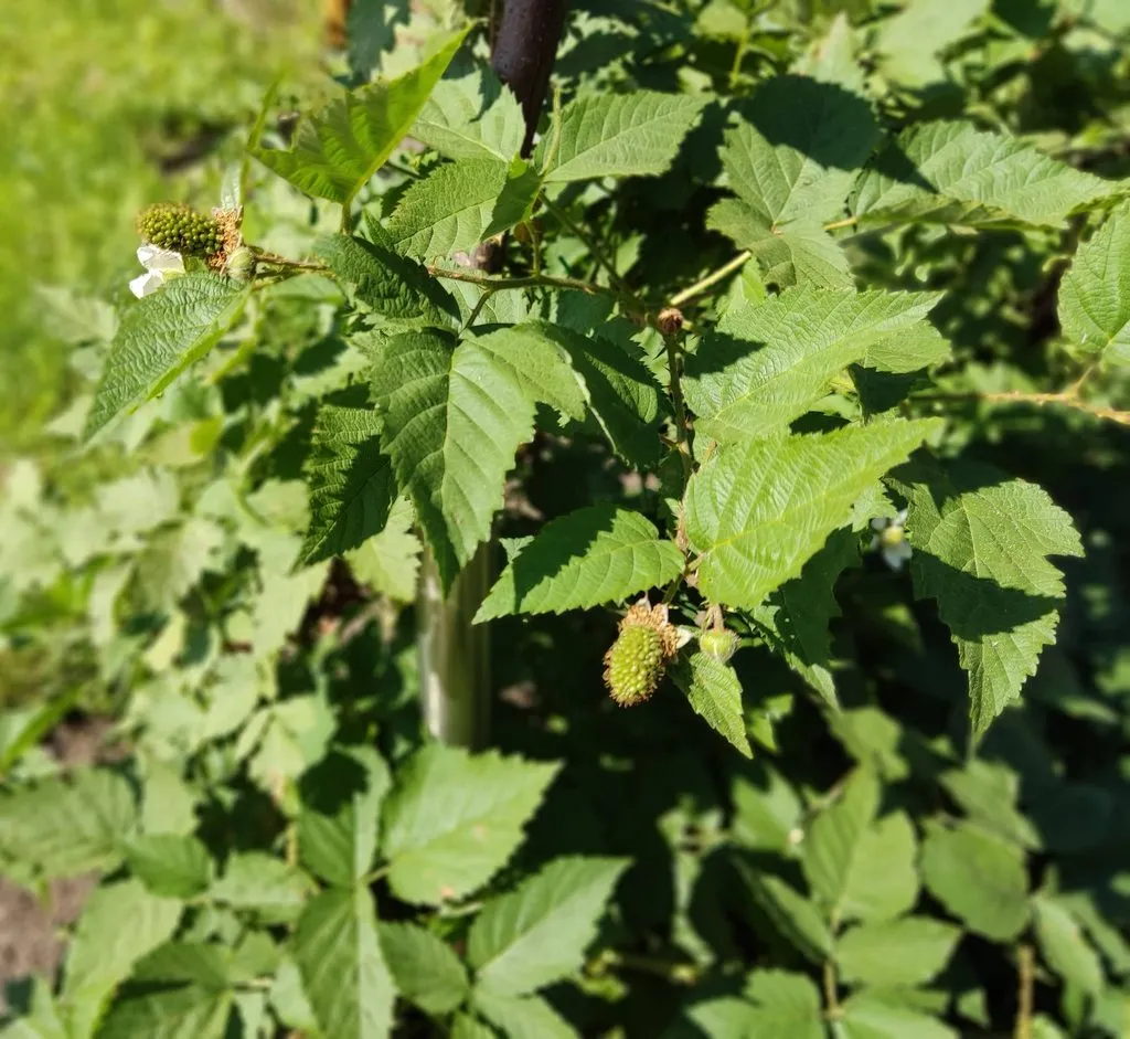 Чайная беседка