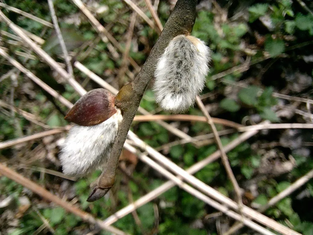 Чайная беседка