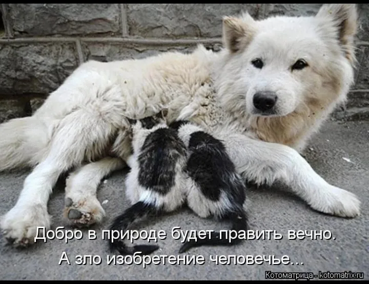 Позитивчик (фото, видео, рассказы для хорошего настроения)