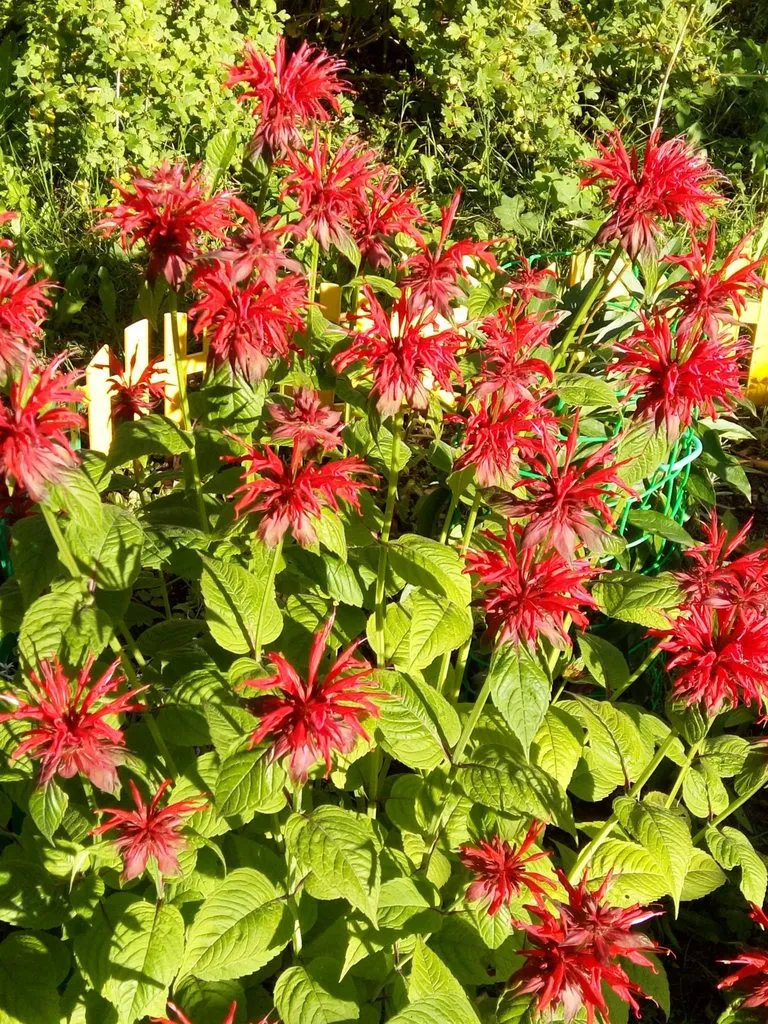 Чайная беседка