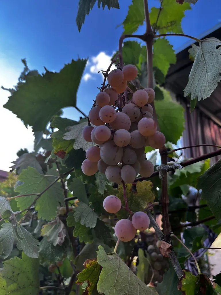 Чайная беседка