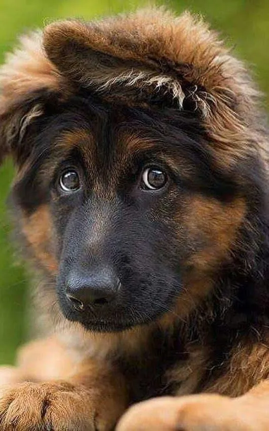 Эти забавные животные