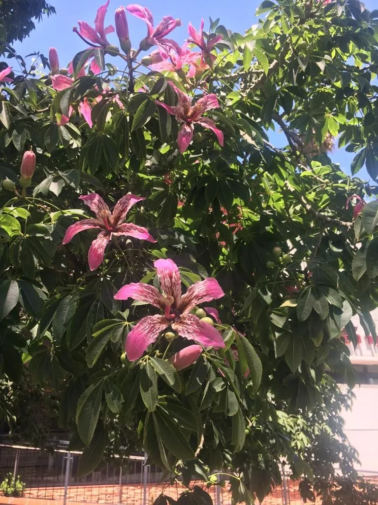 Чайная беседка