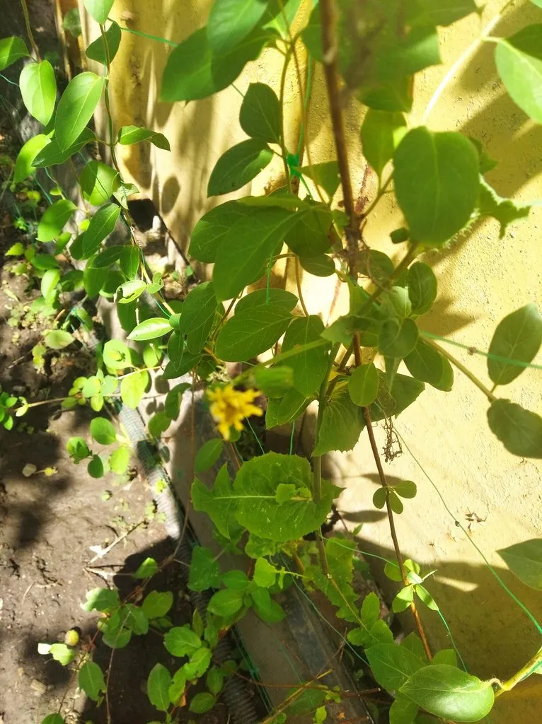 Чайная беседка