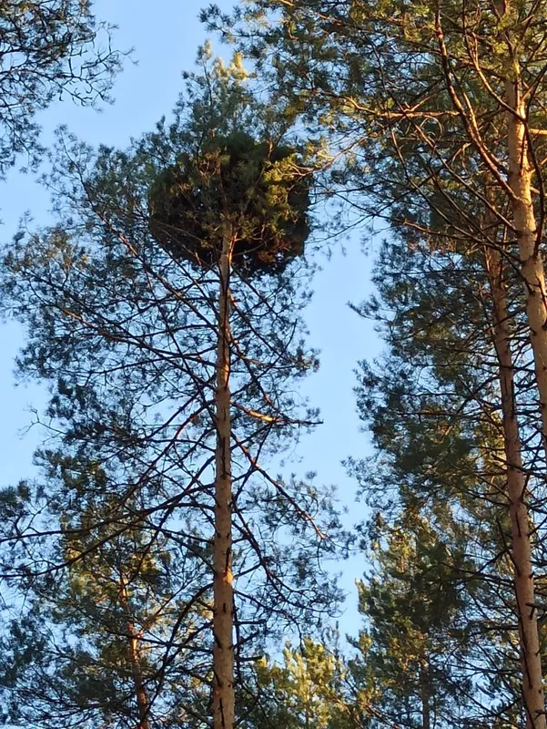 Чайная беседка