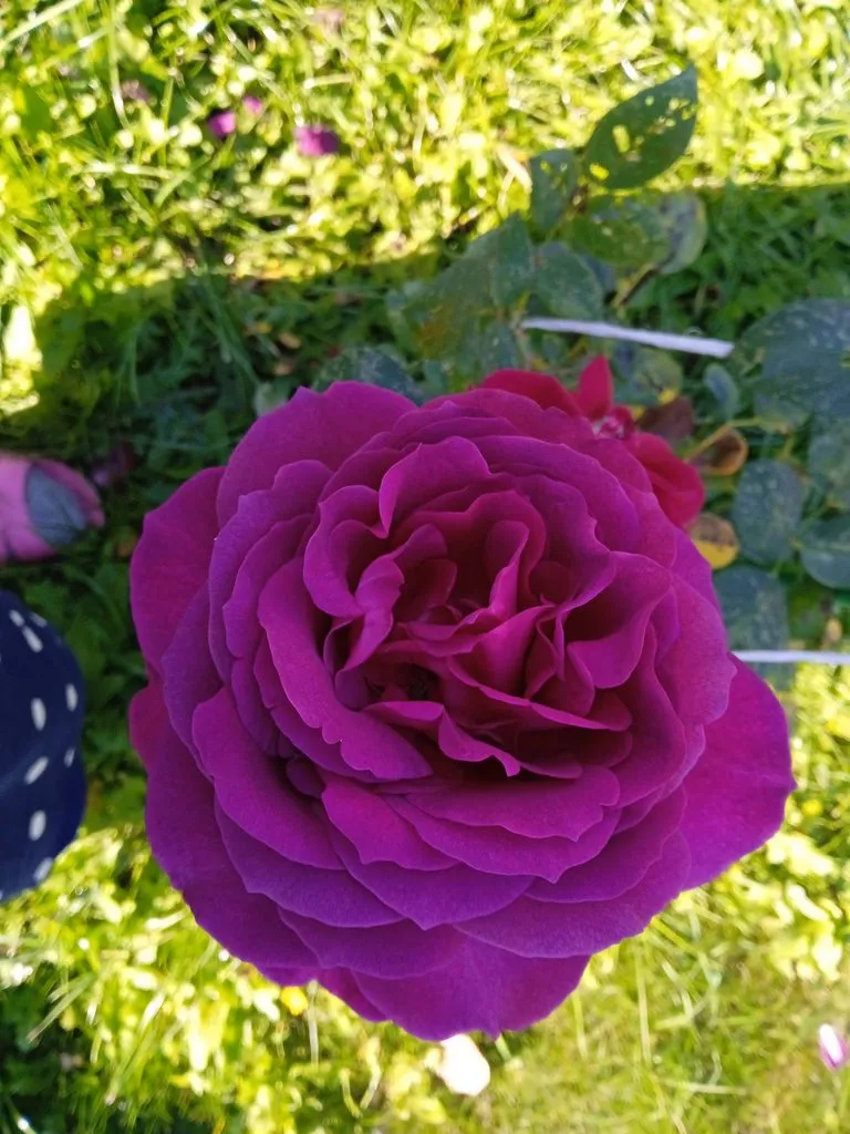 Чайная беседка