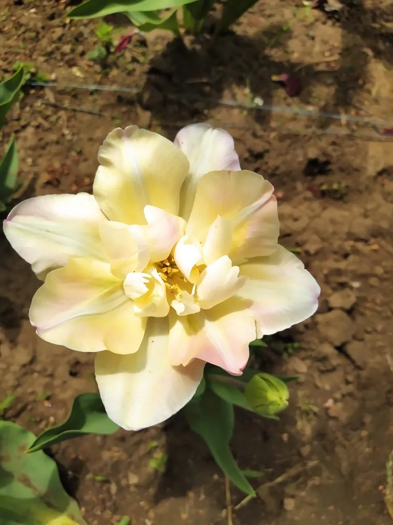 Чайная беседка