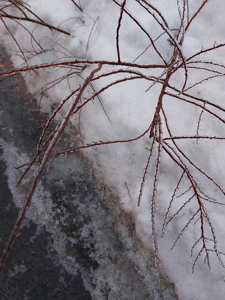 Чайная беседка