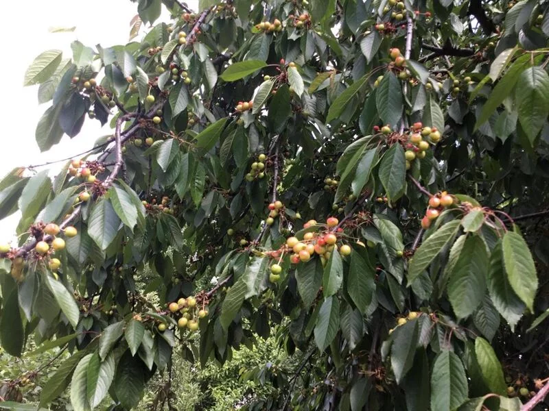 Чайная беседка