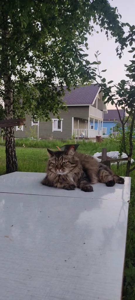 Tapтaлeтки & Ко