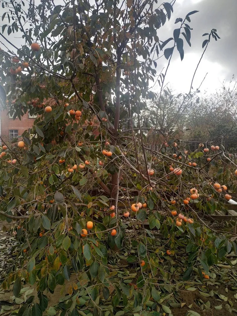 Чайная беседка