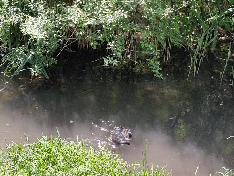 Чайная беседка