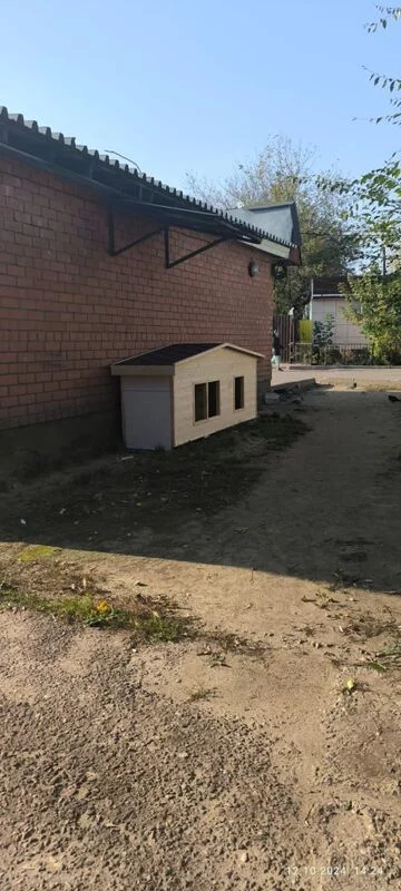 Про собак и пешеходов