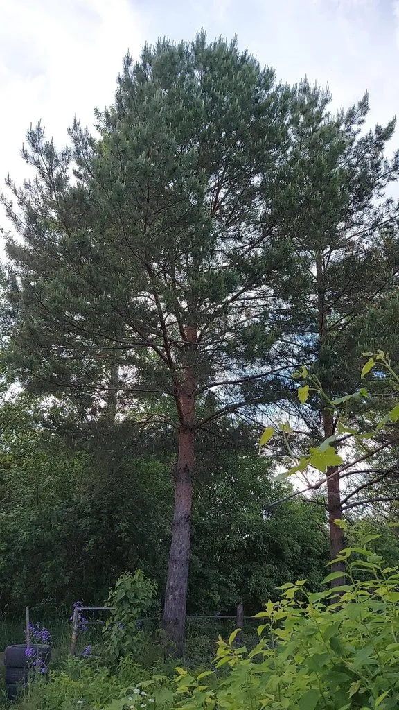 Чайная беседка