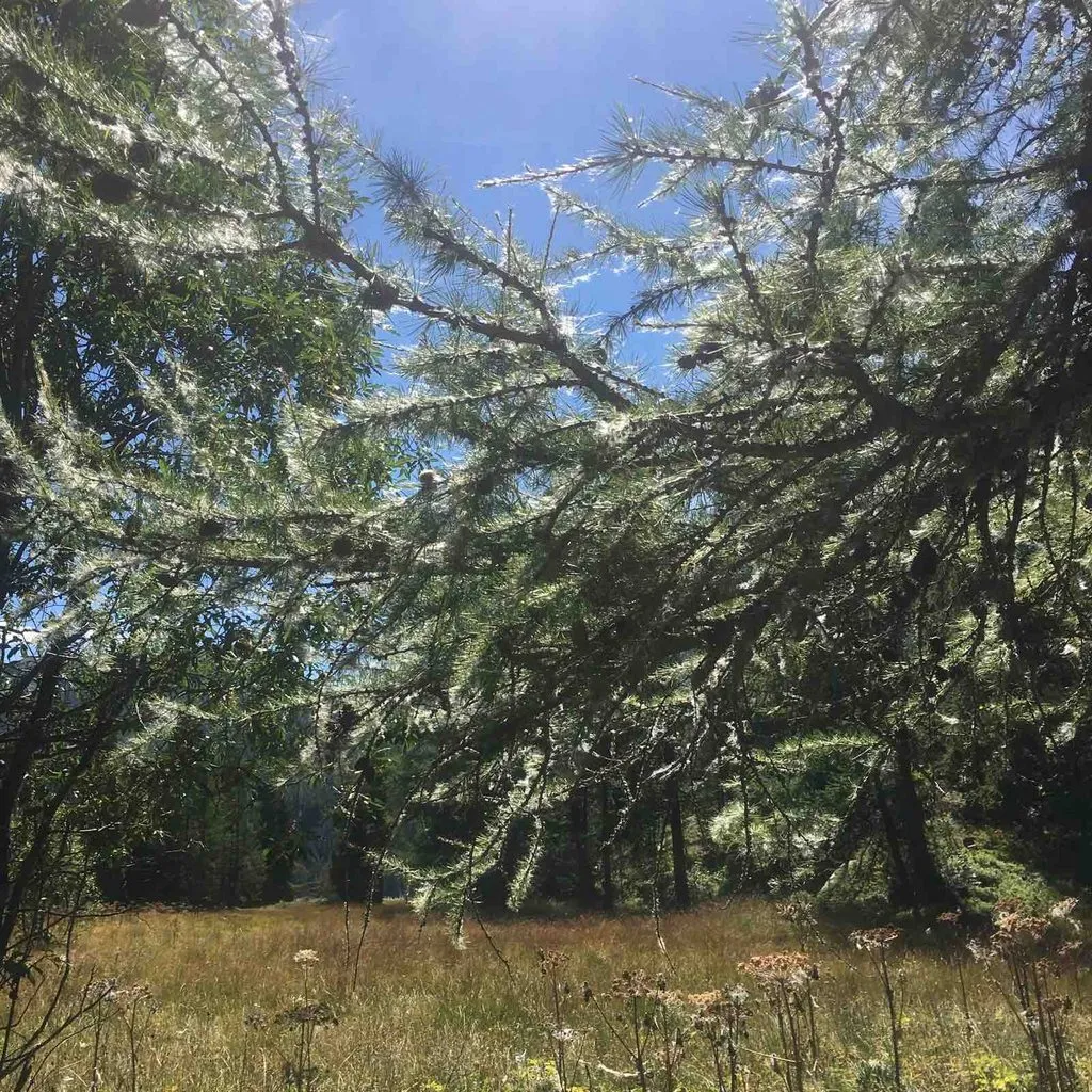 Чайная беседка