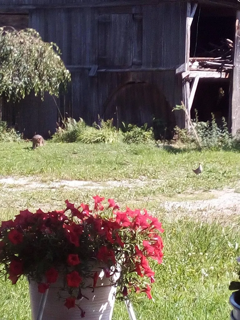 Чайная беседка