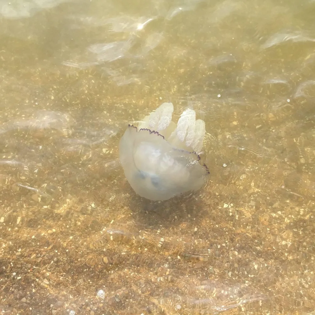 Чайная беседка