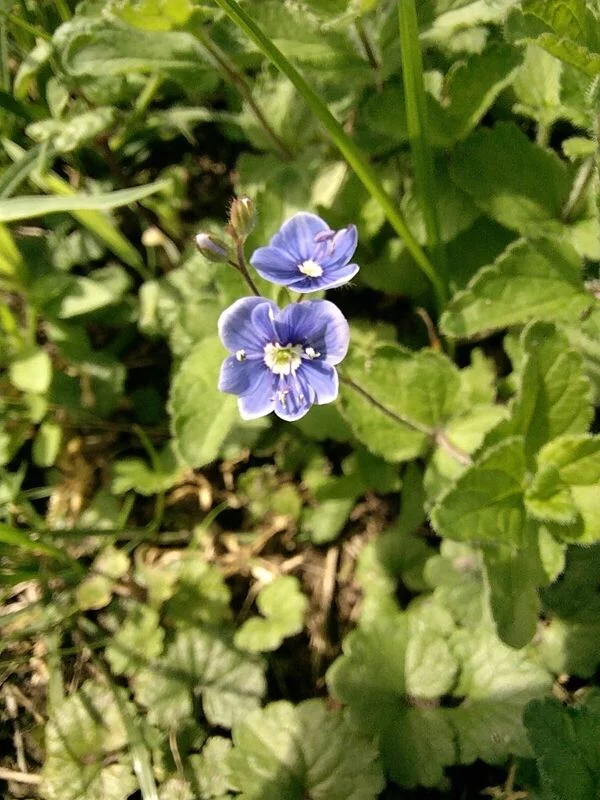 Чайная беседка