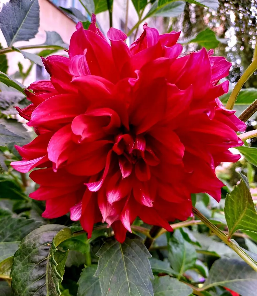 Чайная беседка