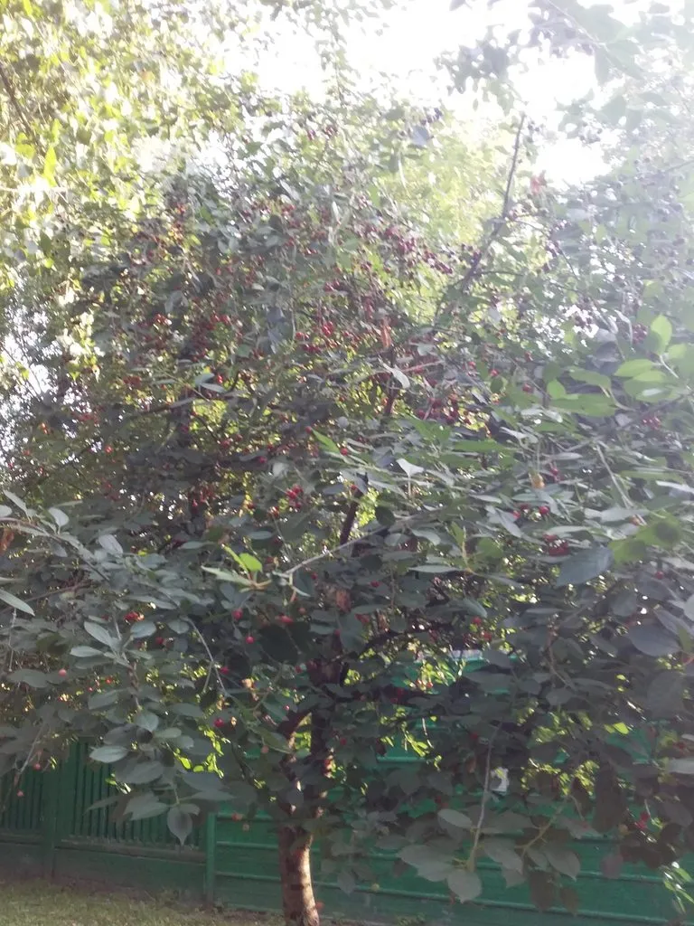 Коломенское