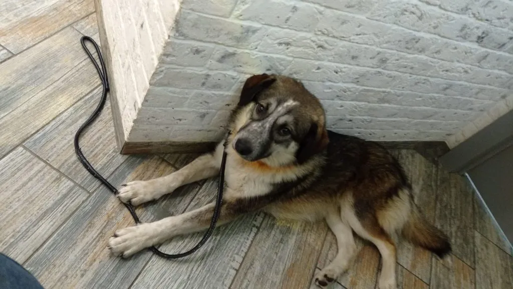 Человек собаке друг!!!