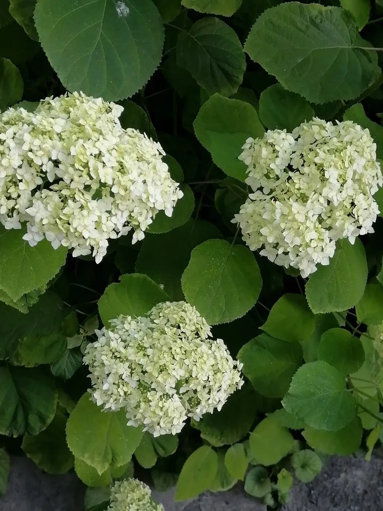 Tapтaлeтки & Ко