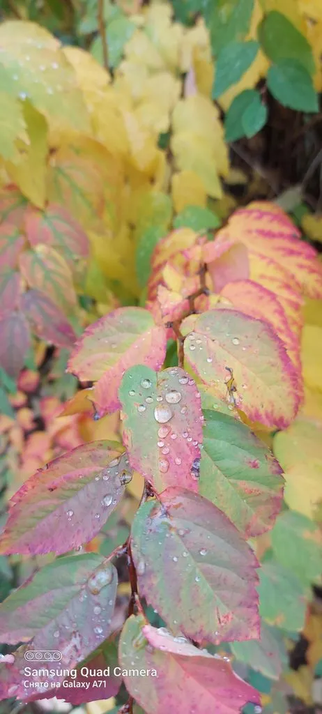 Чайная беседка