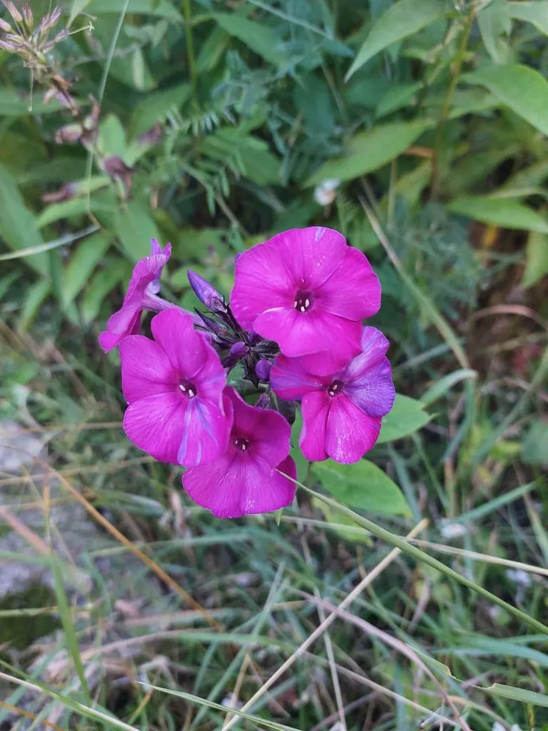 Флора