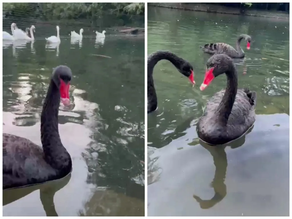 Чайная беседка