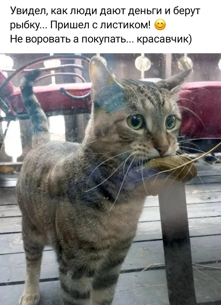 Кошичкина полиция