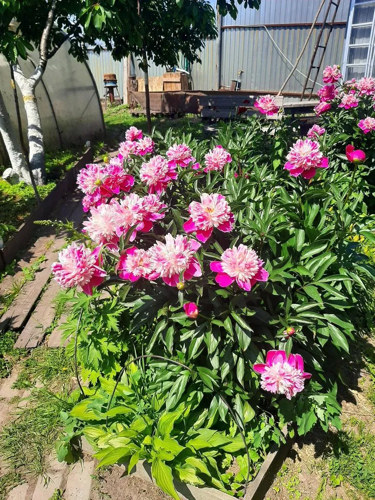 Чайная беседка