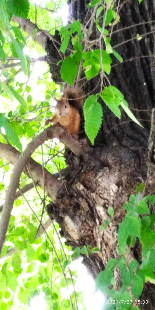 Tapтaлeтки & Ко