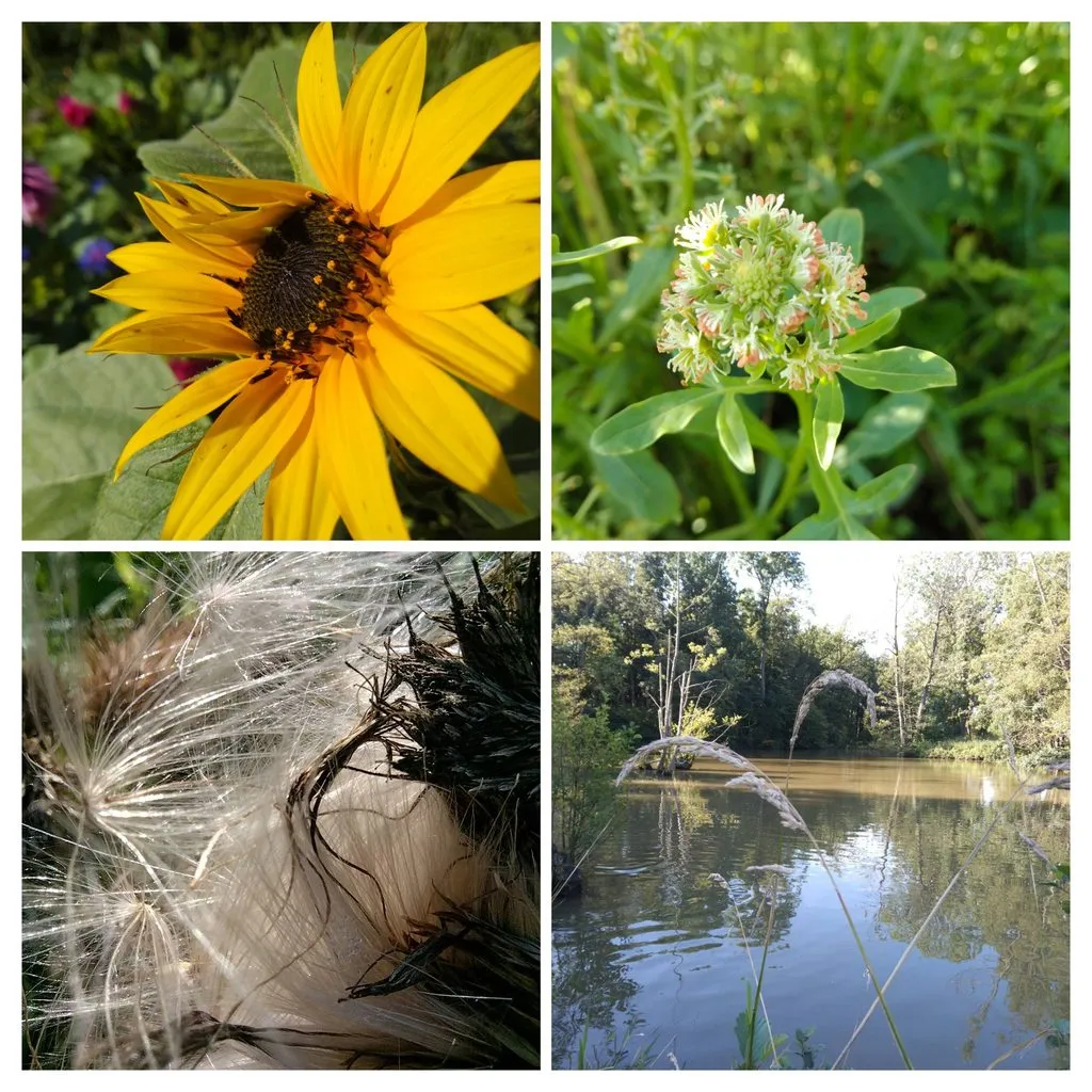 Чайная беседка