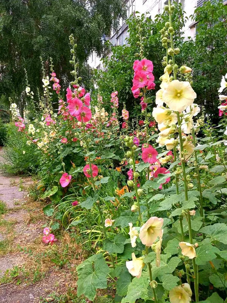 Чайная беседка