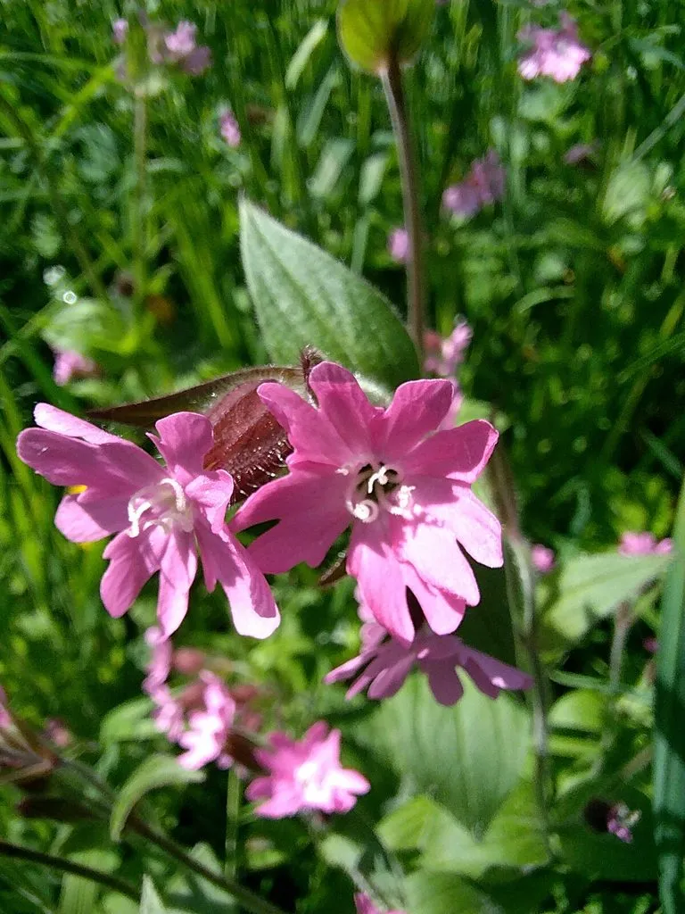 Чайная беседка