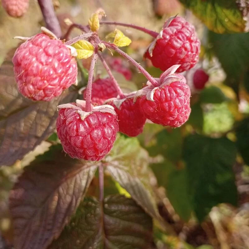 Фотонастроение