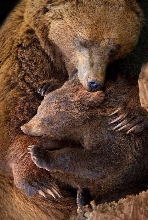 Эти забавные животные